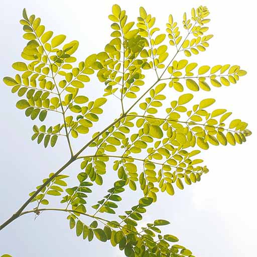 Moringa trees grown in Australia