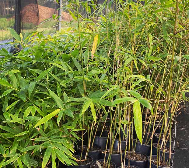 bamboo whole sale nursery tradewinds plants