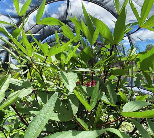 grow tunnel nursery goodwood qld